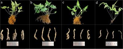 Characterization of the anti-AChE potential and alkaloids in Rhizoma Coptidis from different Coptis species combined with spectrum-effect relationship and molecular docking